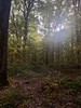 Forest, Gundelfingen