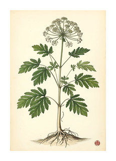 Poison Hemlock