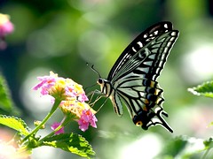 OMD EM1 10.12.2026 butterfly 2