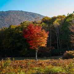 Maple
