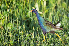 A Purple Gallinule heading toward the water