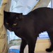 Gabriel has been living in a backyard for a while. We have a plan to get him fixed but didn't realize he would turn out to be a fabulous floof with a baby voice! He's very friendly and affectionate, and like most of the cats we encounter these days, not a