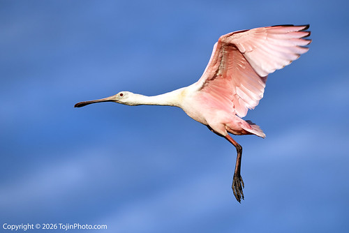 Roseate Spoonbill flying across the marsh