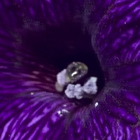 Petunia Filaments | by adam.a.salem