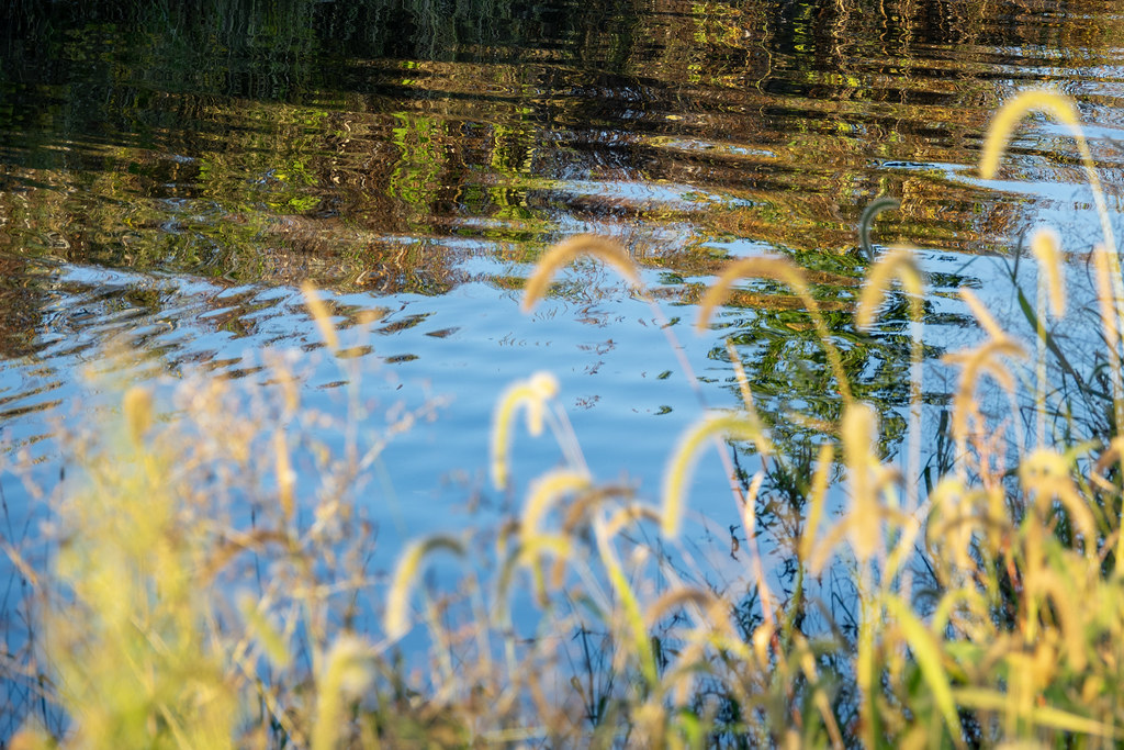 evening light