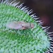 Fliege (alle) (Brachycera indet.) (2)