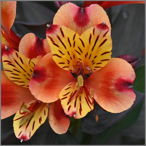 Garden Alstroemeria - Monday 12 October 2026