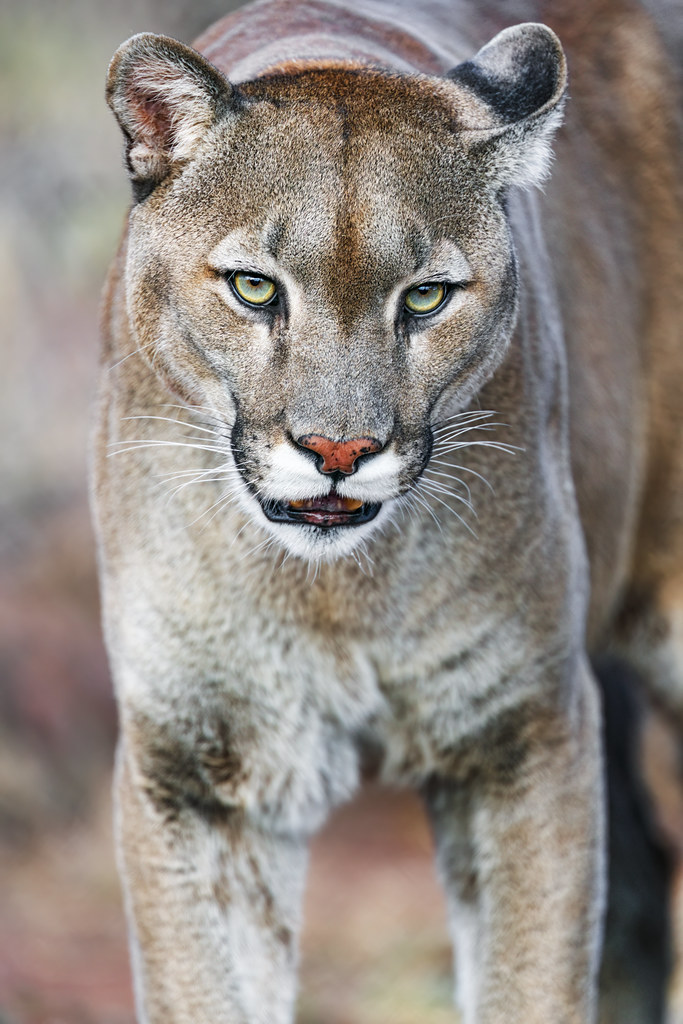 Close portrait of Blaze