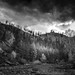 In the Forested Canyon
