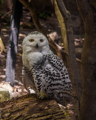Snowy Owl