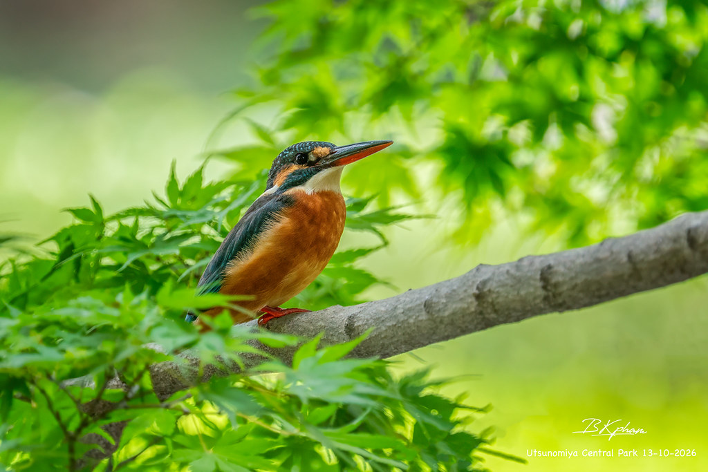 Common Kingfisher