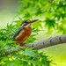 Common Kingfisher