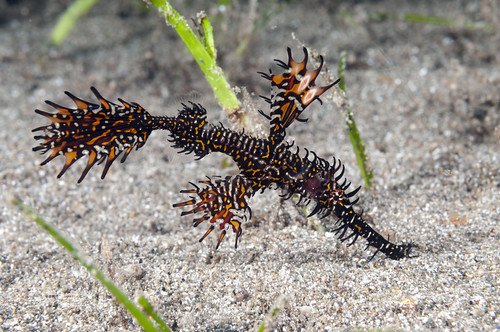 Wakatobi