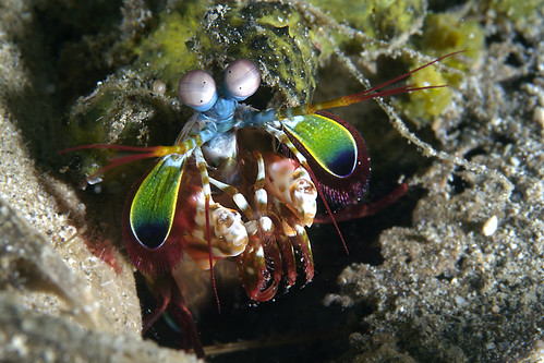 Wakatobi