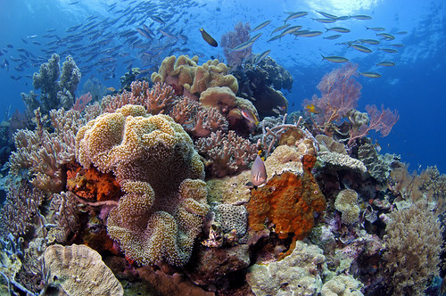 Wakatobi Reefs
