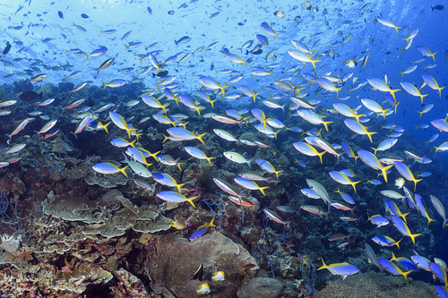 Wakatobi