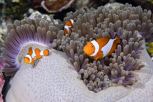 Wakatobi