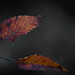2026 Fall Color Up close 13