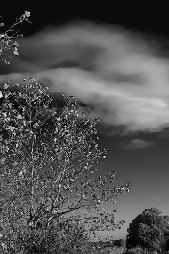A few leaves left