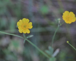 Flickr photo: Marsh Lane Nature Reserve 10th October 2026