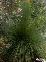 Grass tree - 20 years old