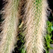 Planta "rabo de macaco"