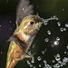 			<p><a href="https://www.flickr.com/people/george_tsai/">GeorgeTsai 168</a> posted a photo:</p>
	
<p><a href="https://www.flickr.com/photos/george_tsai/55588132811/" title="Little Rambo｜小藍波"><img src="https://live.staticflickr.com/65535/55588132811_0fee462d84_m.jpg" width="240" height="238" alt="Little Rambo｜小藍波" /></a></p>

<p>Eyes on the target.<br />
A beak loaded with water bullets.<br />
Little Rambo is ready for the next mission.<br />
<br />
雙眼鎖定目標。<br />
鳥喙上，水珠子彈已經上膛。<br />
小藍波準備迎接下一個任務。<br />
<br />
_D5D1389_DNG_L</p>

