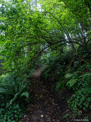 The Green Tunnel