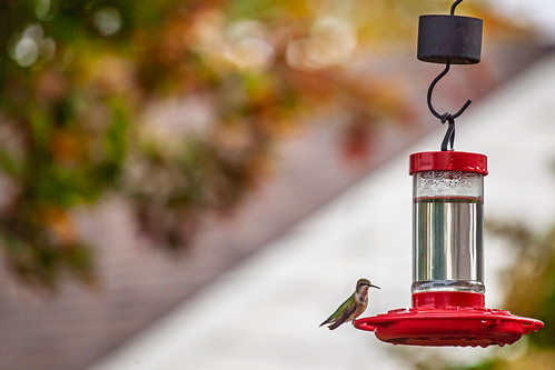 Hummer