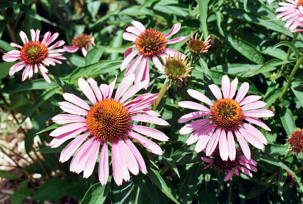Cannington Purple Cone Flowers Aug 2026