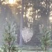 Spider Web