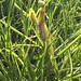 Gottesanbeterin (Mantis religiosa)