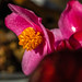 Blüte der Blattbegonie