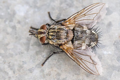 Linnaemya picta w