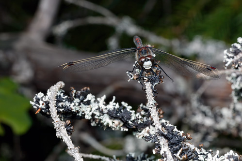 Ruby - _TNY_5720