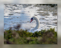 On the pond-2.jpg