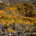 			<p><a href="https://www.flickr.com/people/formlight/">Form &amp; Light</a> posted a photo:</p>
	
<p><a href="https://www.flickr.com/photos/formlight/55590185658/" title="Sierra Aspens"><img src="https://live.staticflickr.com/65535/55590185658_fb7fea4e6b_m.jpg" width="240" height="147" alt="Sierra Aspens" /></a></p>

<p>Bishop Creek Canyon<br />
Inyo National Forest<br />
California</p>
