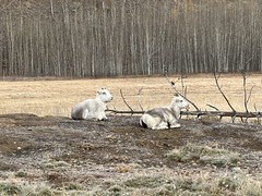 Lots of great animal viewings at the Yukon Wildlife Preserve