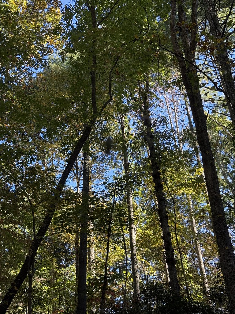 A photograph taken near DuPont State Recreational Forest on Oct 15, 2026.