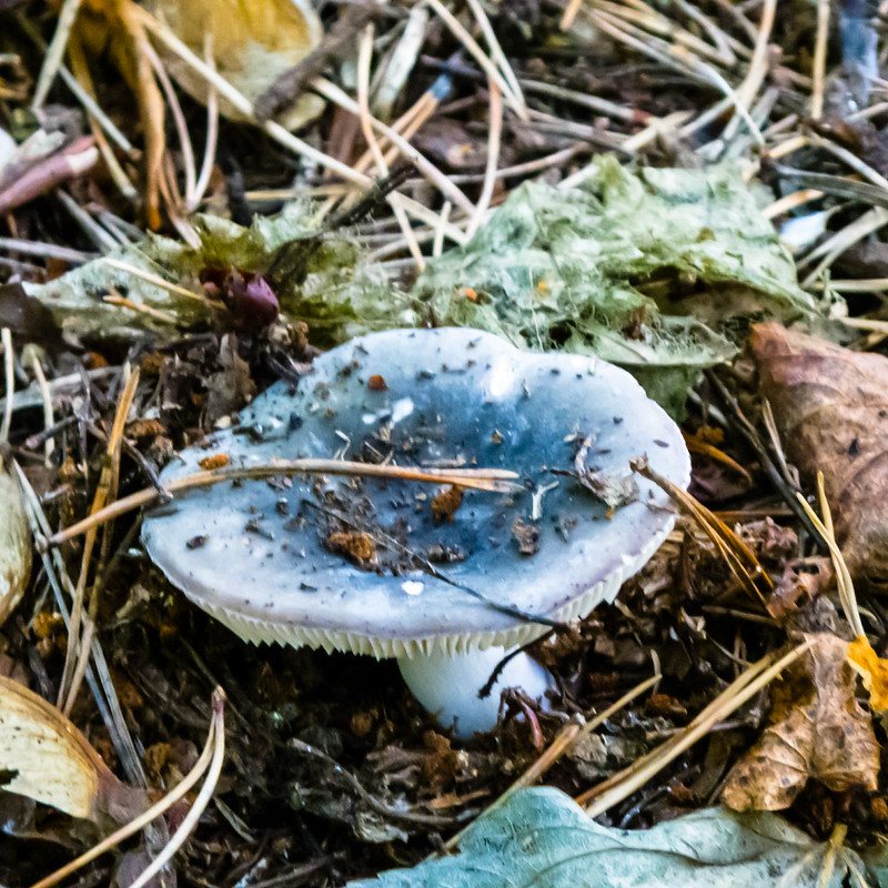Russula, possibly a charcoal burner