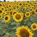 Flower Fields, Pacific Northwest, 2026