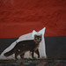 Spaltendes Graffiti-Cat-Schild