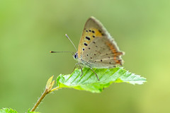 Cuivré Commun - Lycaena phlaeas