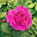 			<p><a href="https://www.flickr.com/people/kevinbaldwin/">kevin_baldwin</a> posted a photo:</p>
	
<p><a href="https://www.flickr.com/photos/kevinbaldwin/55593784337/" title="Rain-kissed rose in Shakespeares Gardens - Stratford Upon Avon"><img src="https://live.staticflickr.com/65535/55593784337_a75bbc2bca_m.jpg" width="240" height="180" alt="Rain-kissed rose in Shakespeares Gardens - Stratford Upon Avon" /></a></p>

<p>DSCN1923</p>
