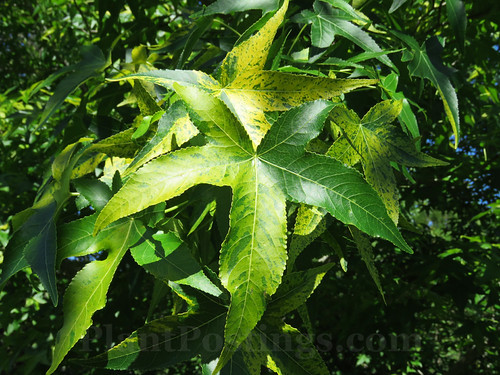 Liquidambar styraciflua 'Variegata'