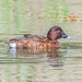 Birdlife at the Wetlands - Male Hardhead duck