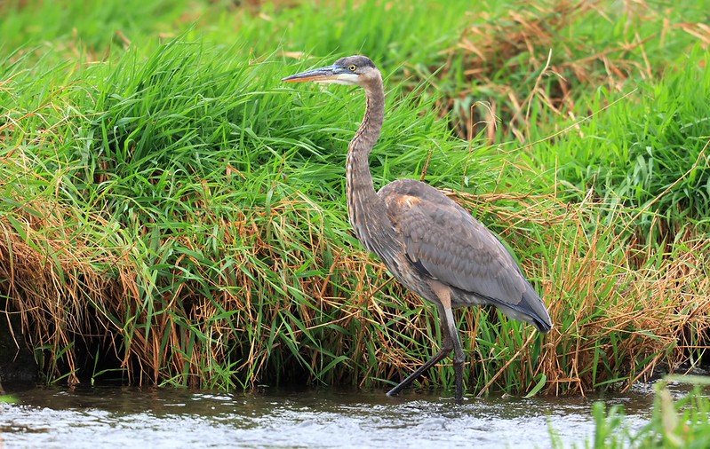 great blue heron at Vernon Springs IA 116A2131