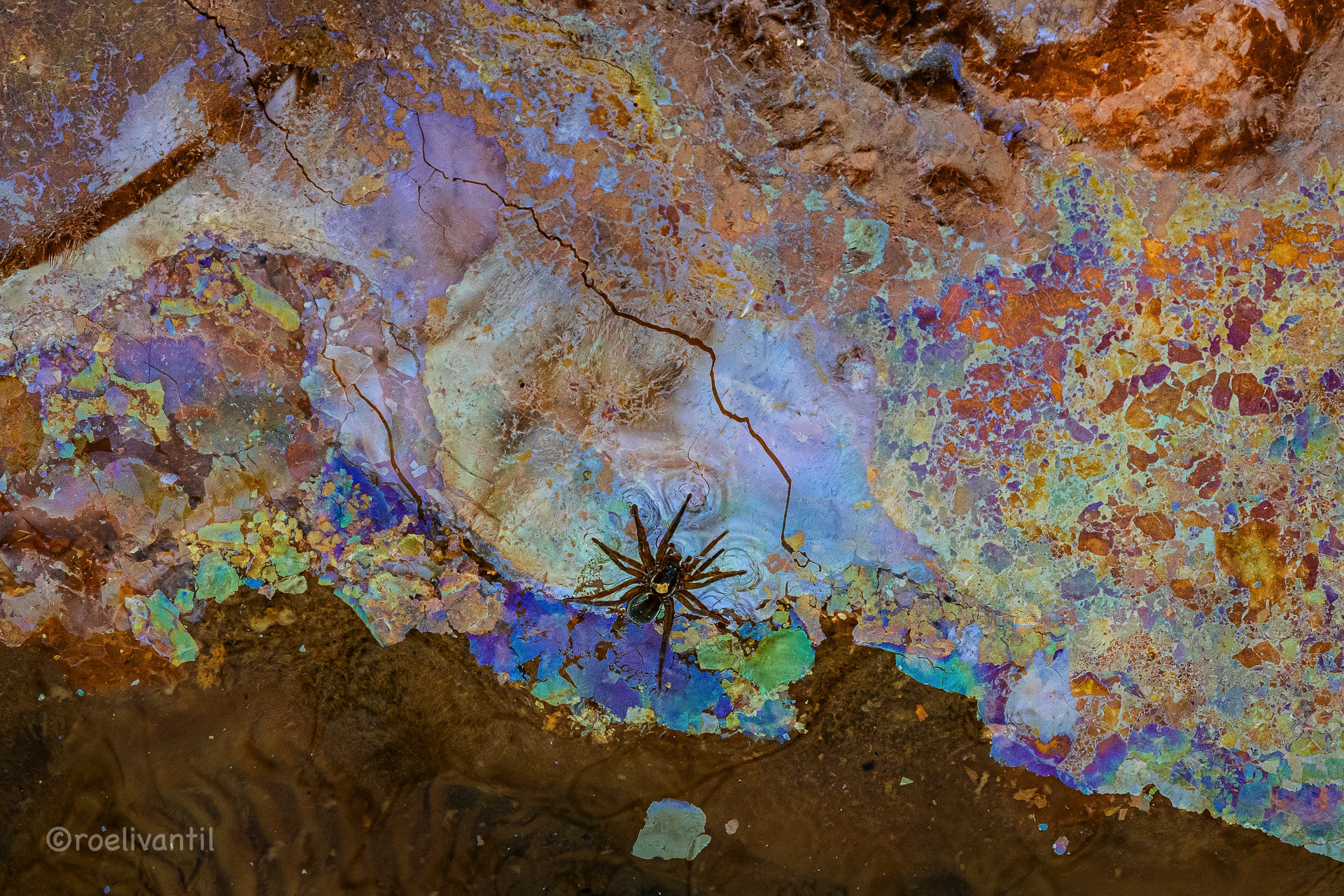 Spin in een kleurrijke wereld / Spider in a colored world