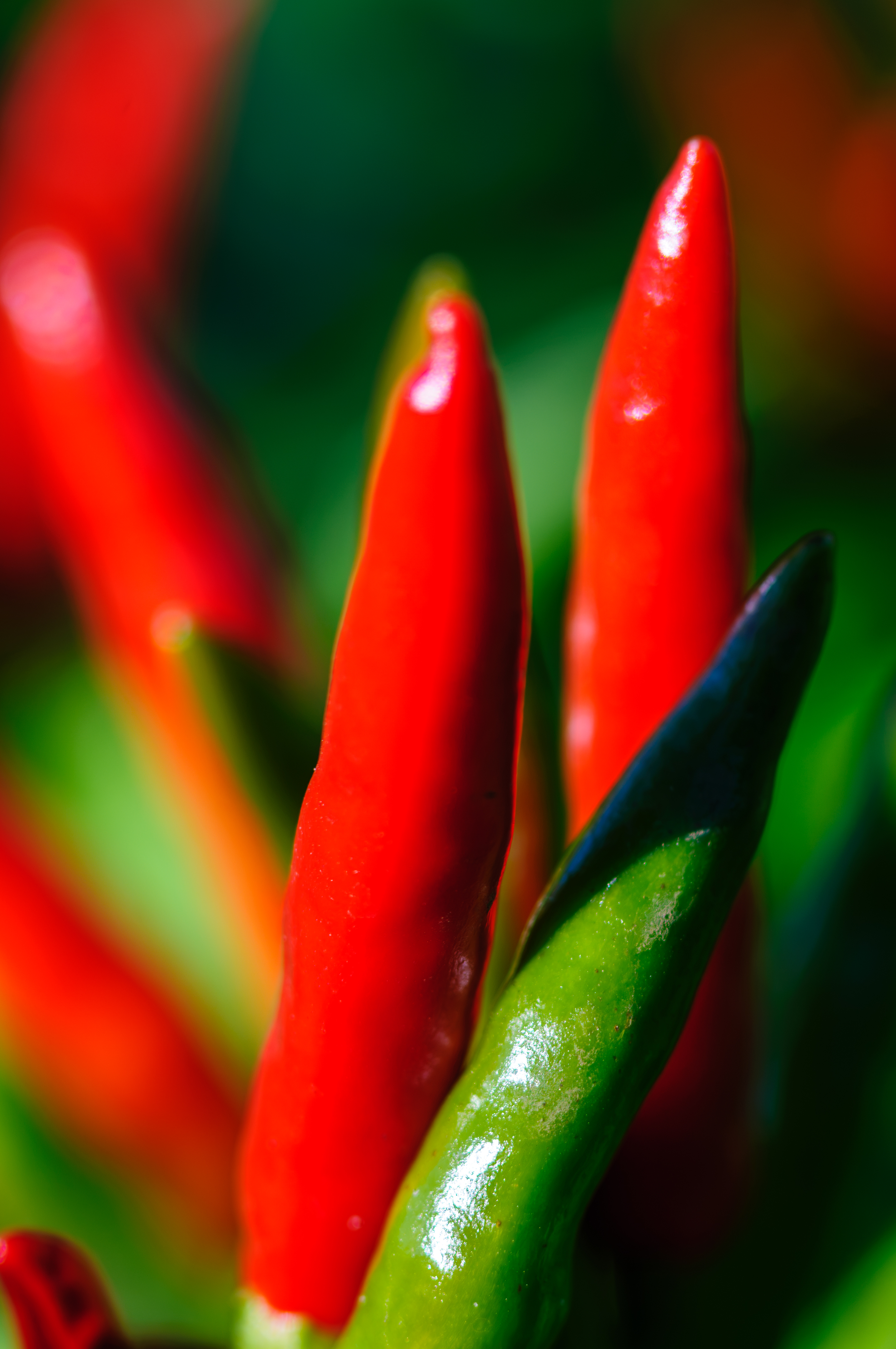 Chili Pods