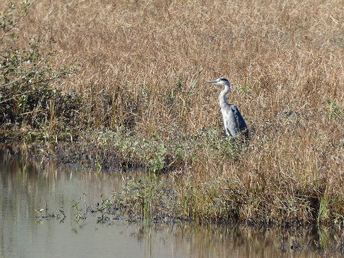 Heron
